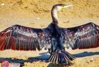 شهرضا میزبان پرنده‌ای نادر شد