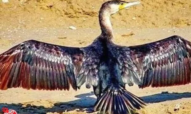 شهرضا میزبان پرنده‌ای نادر شد