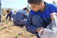 خاک این هنرستان، طلای سرخ می‌دهد